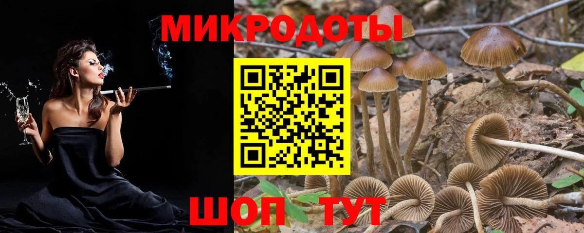 Галлюциногенные грибы Psilocybe  купить наркотики сайты  Галлюциногенные грибы ЛСД  Гатчина 